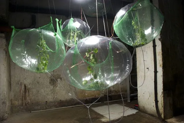 Experimental Plant Incubator, image 2 of 4