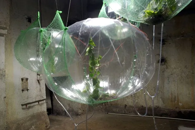 Experimental Plant Incubator, image 3 of 4