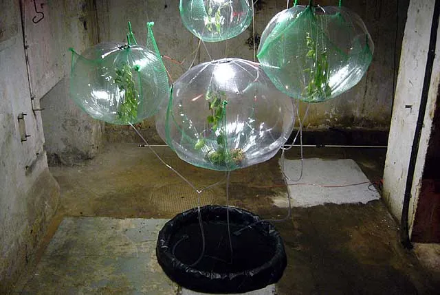 Experimental Plant Incubator, image 1 of 4